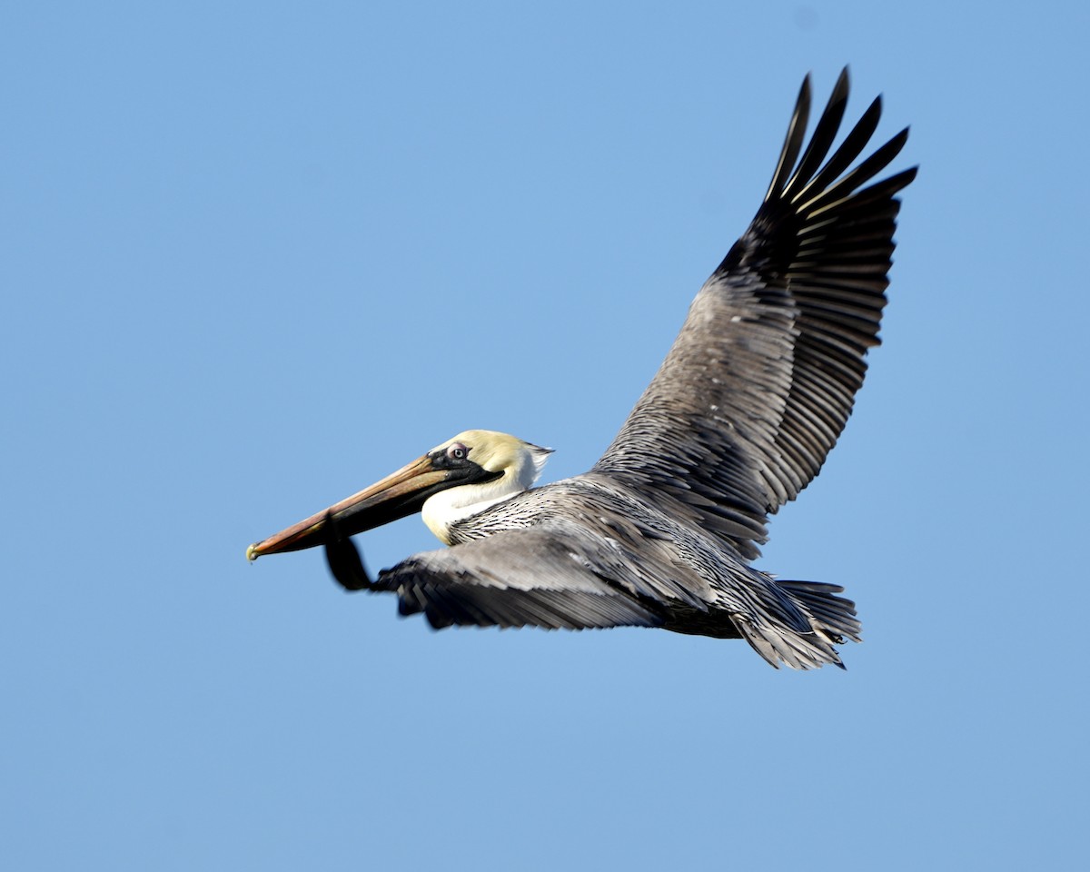 Brown Pelican - ML630982286