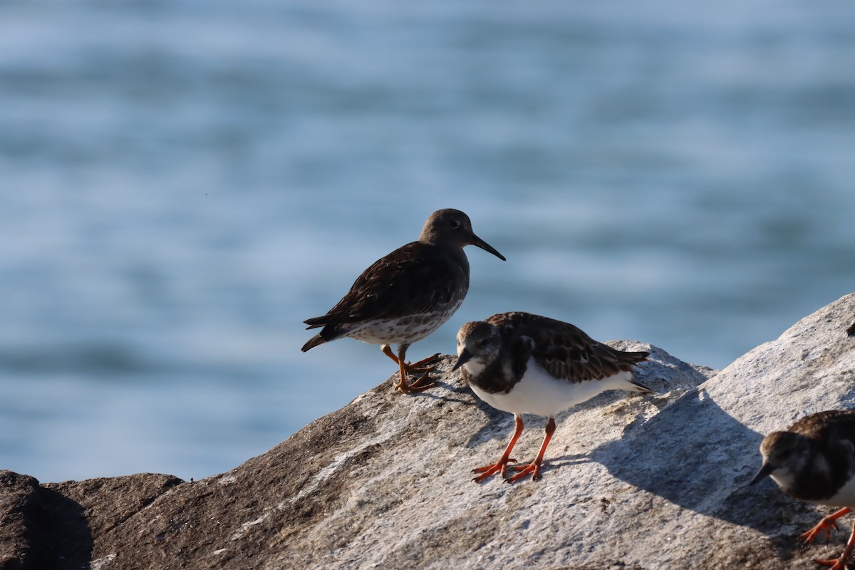 Purple Sandpiper - ML630982336