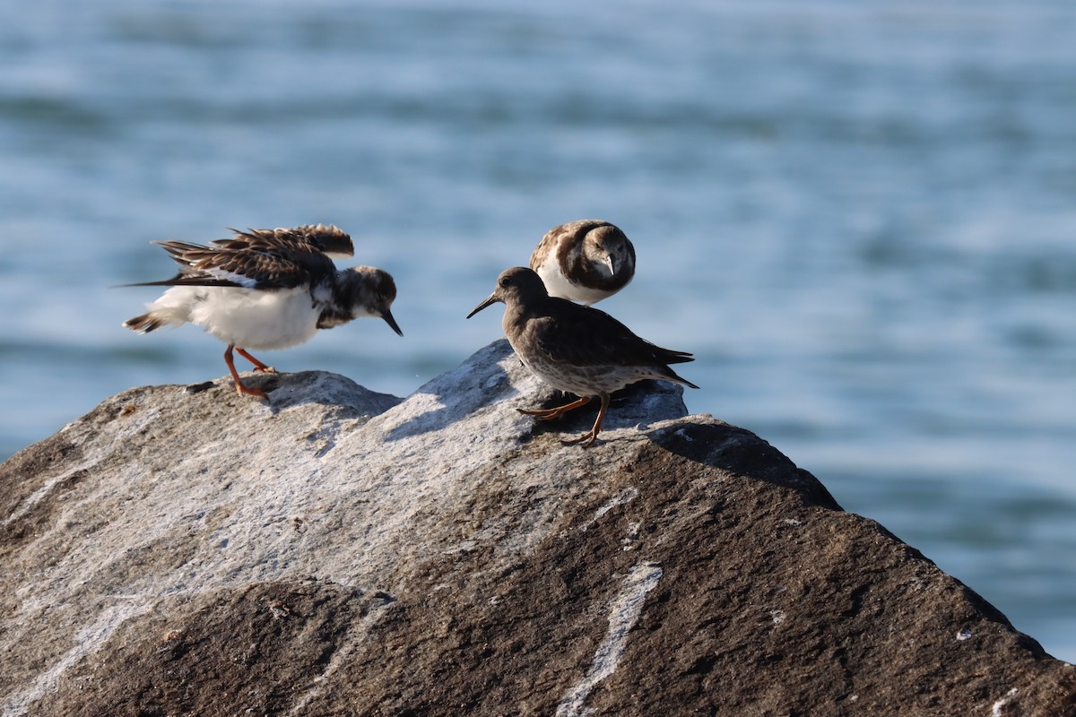 Purple Sandpiper - ML630982337