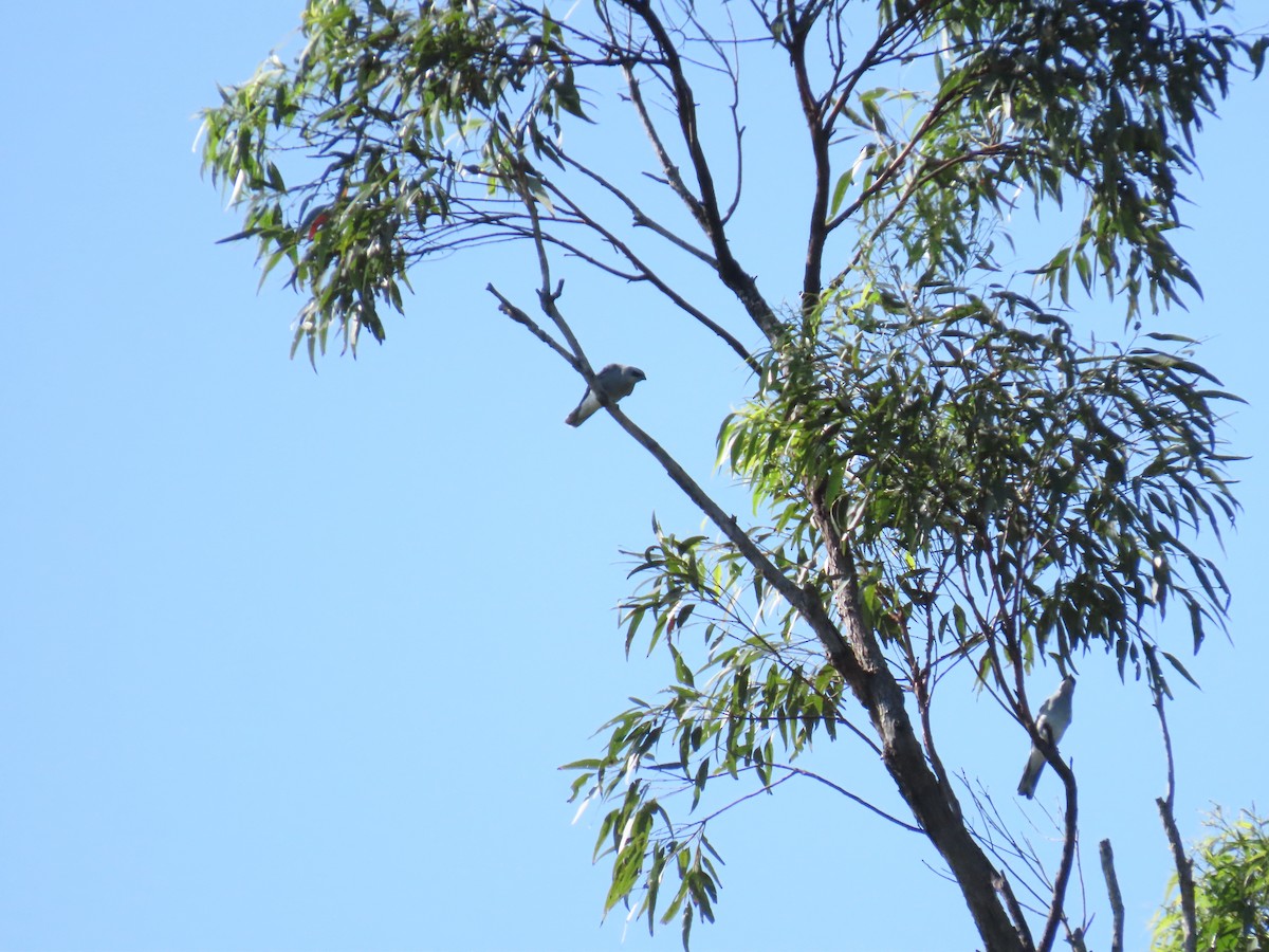 White-bellied Cuckooshrike - ML630982413