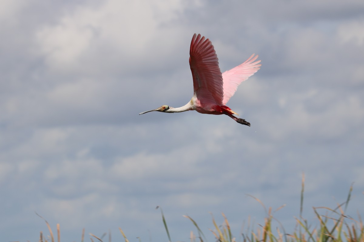 Roseate Spoonbill - ML630982427