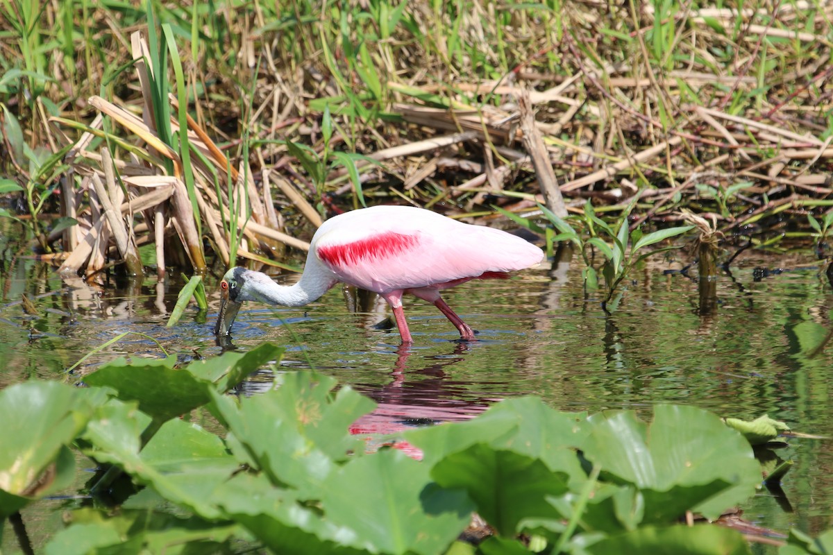 Roseate Spoonbill - ML630982428