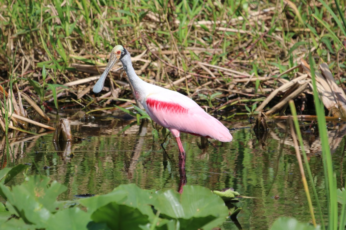 Roseate Spoonbill - ML630982429