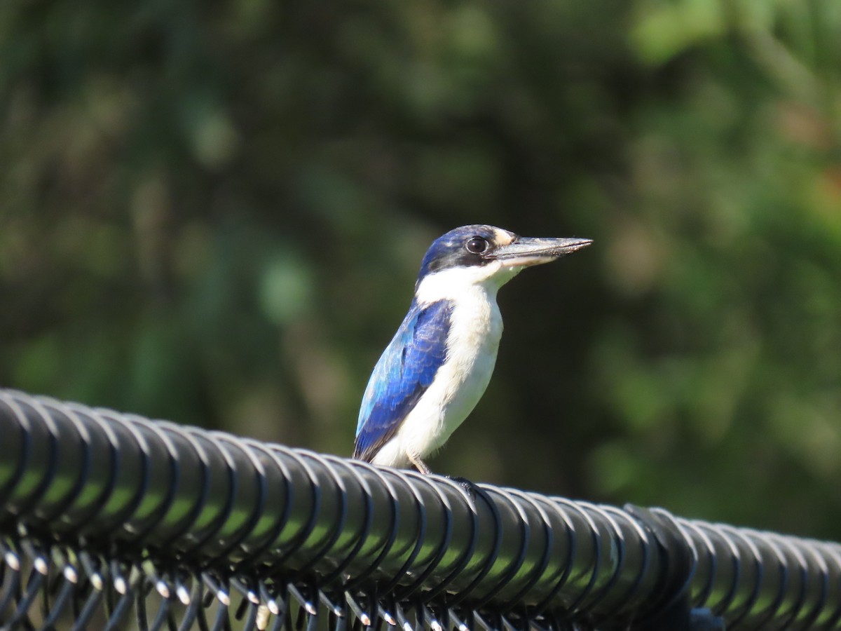 Forest Kingfisher - ML630982434