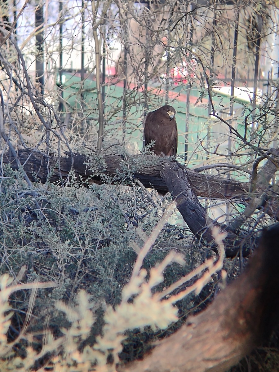 Harris's Hawk - ML630982548