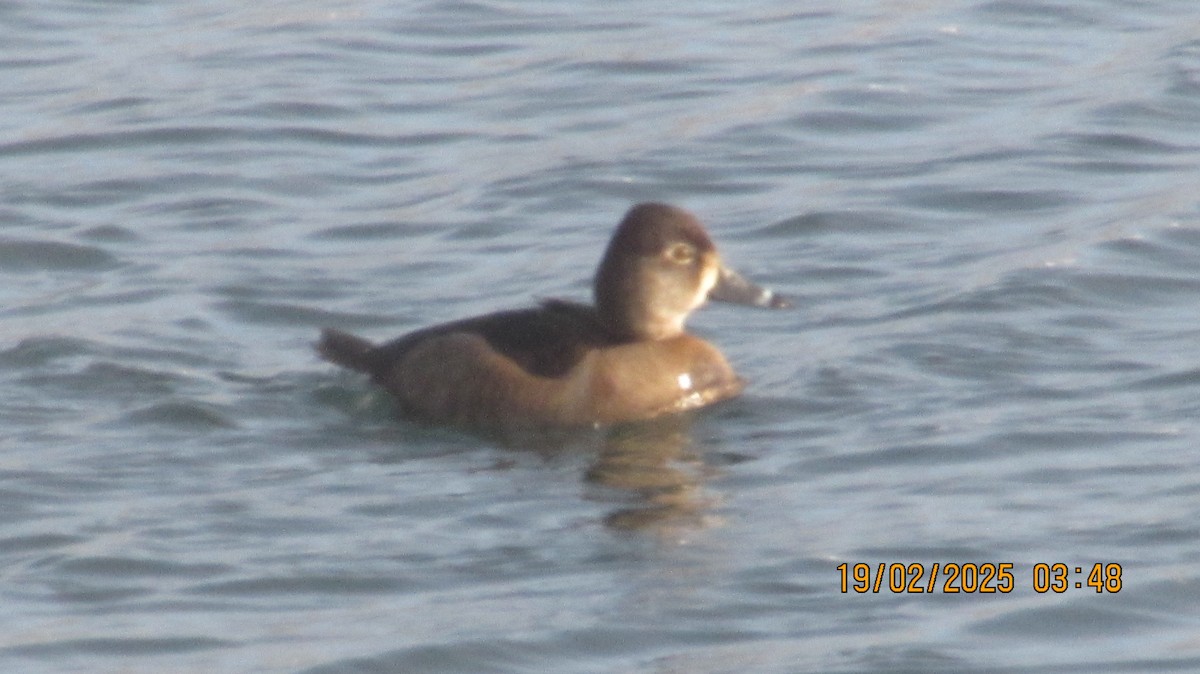 Ring-necked Duck - ML630982645