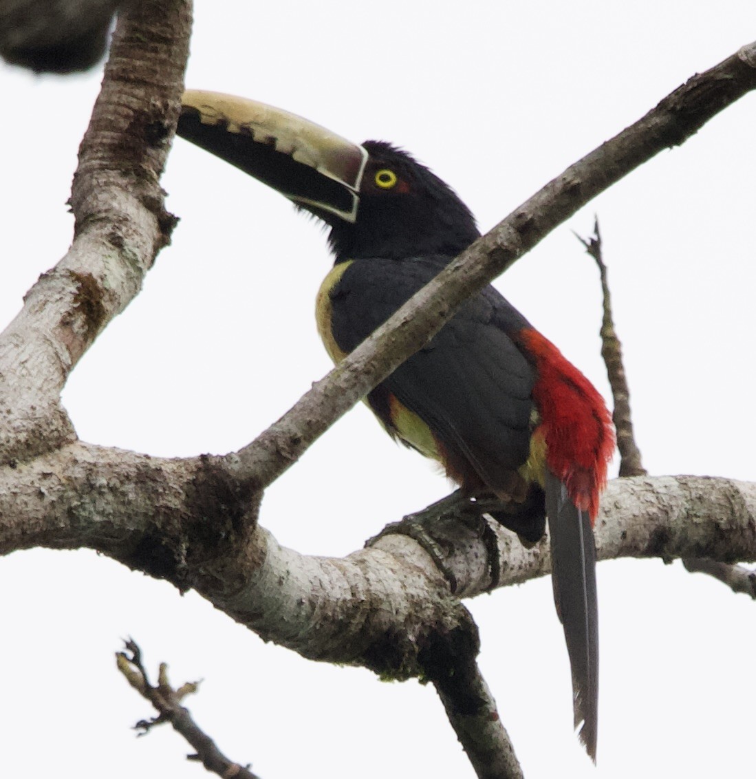 Kuşaklı/Soluk Gagalı Arasari - ML630982805