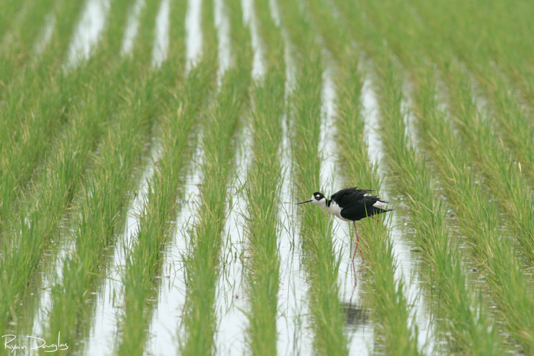 Black-necked Stilt - ML630982873