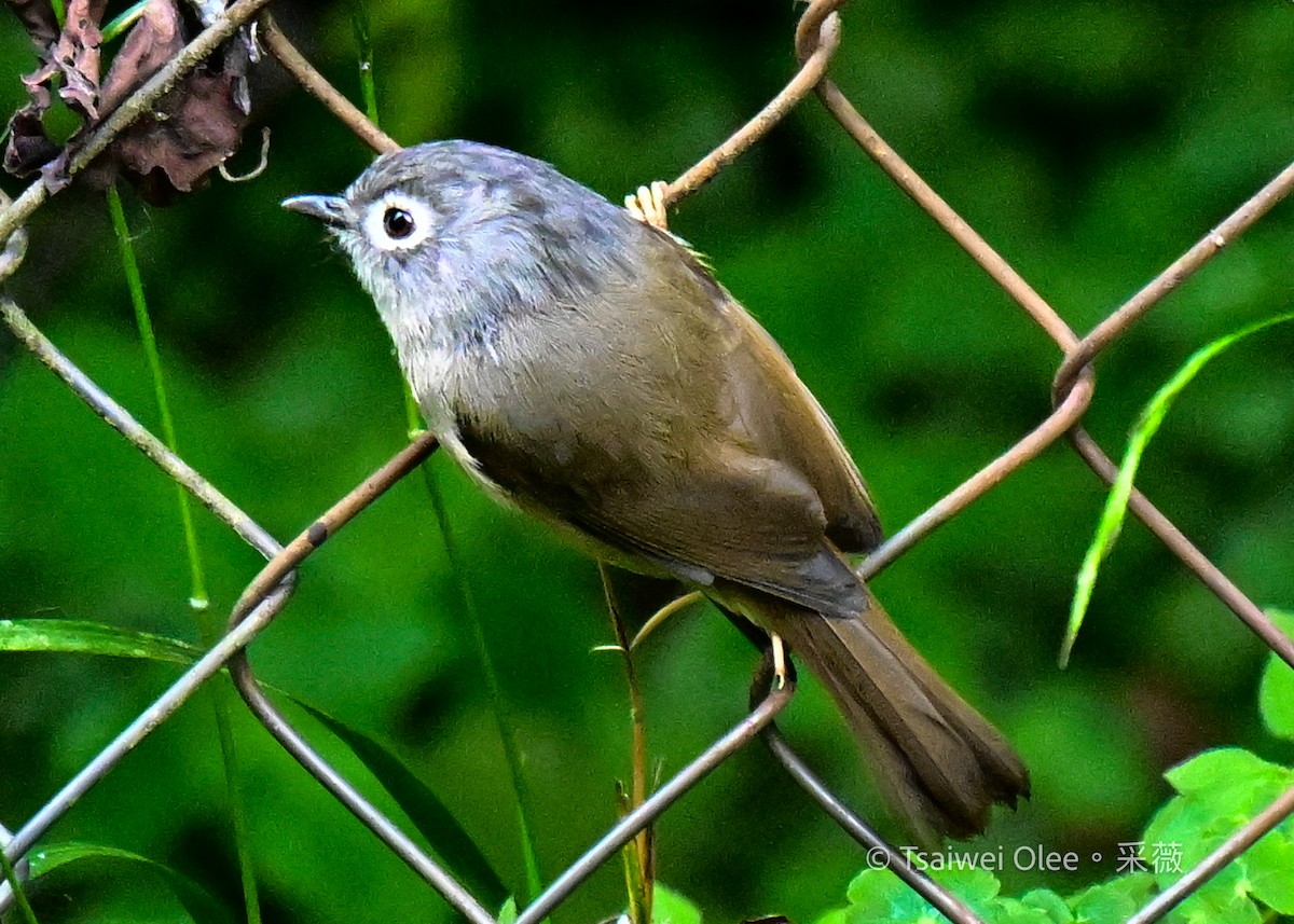 Morrison's Fulvetta - ML630982919