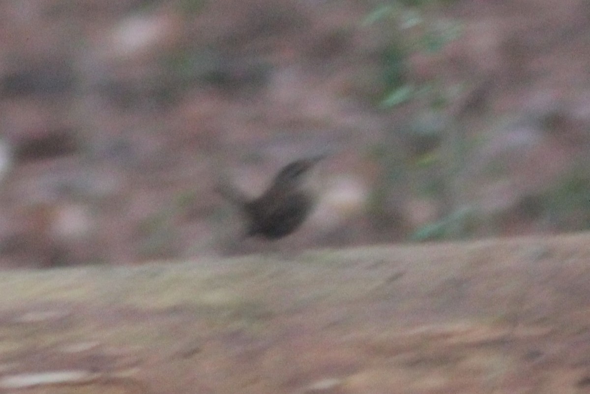 Troglodyte des forêts - ML630982933