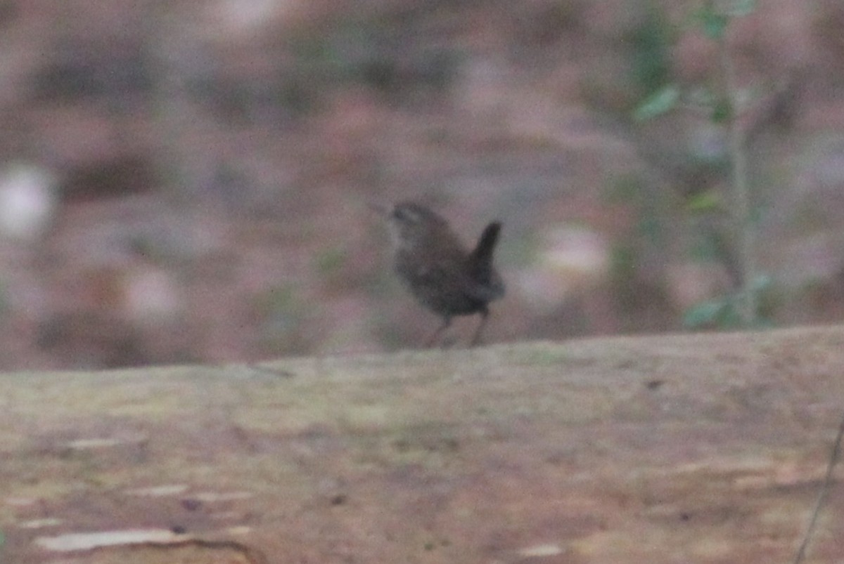 Troglodyte des forêts - ML630982934