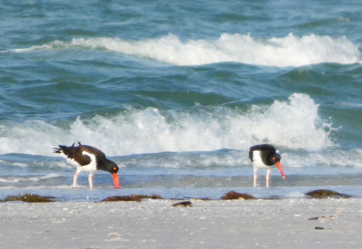 American Oystercatcher - ML630982997