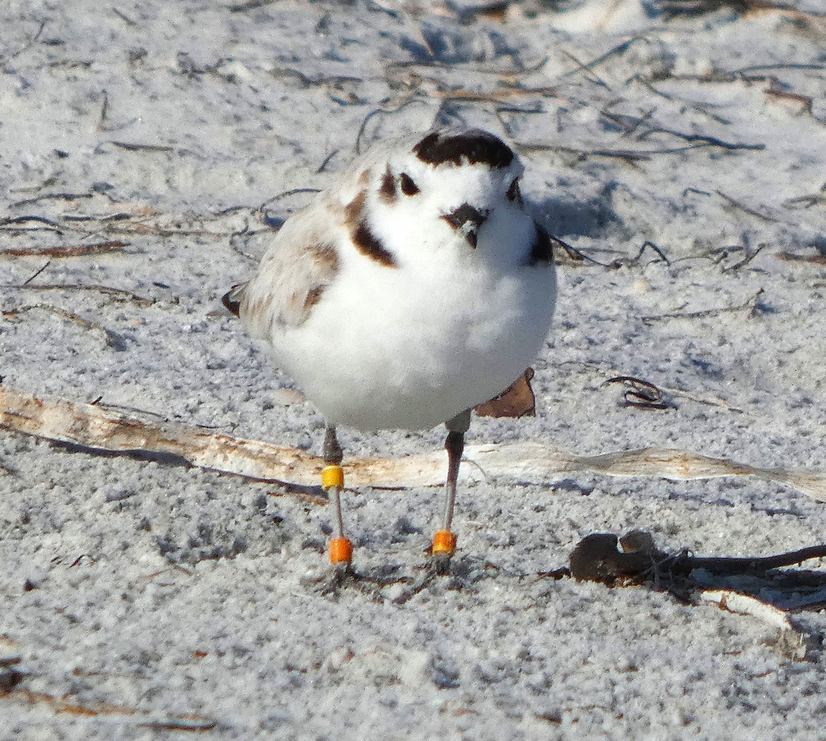 Snowy Plover - ML630983023