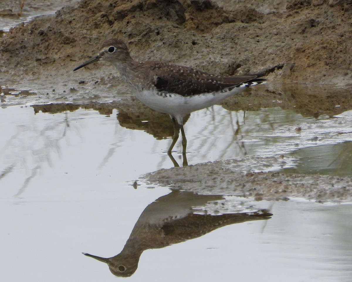 Solitary Sandpiper - ML630983024