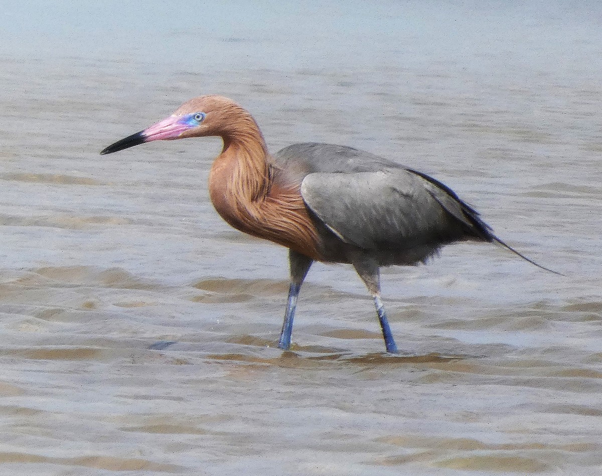 Reddish Egret - ML630983073