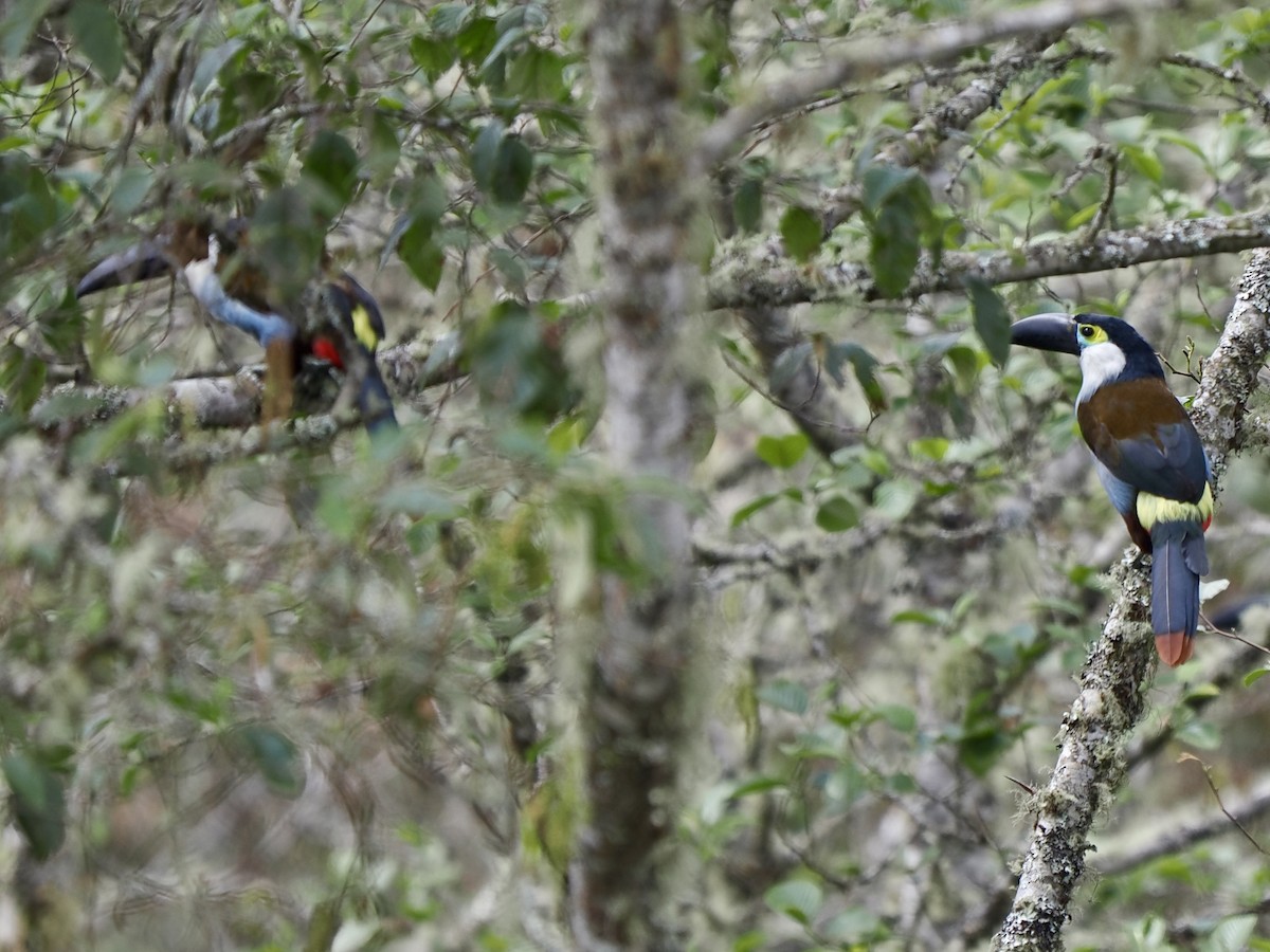 Black-billed Mountain-Toucan - ML630983122