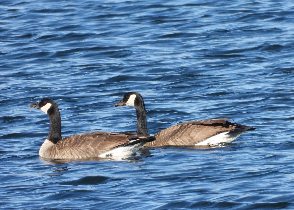 Canada Goose - ML630983129
