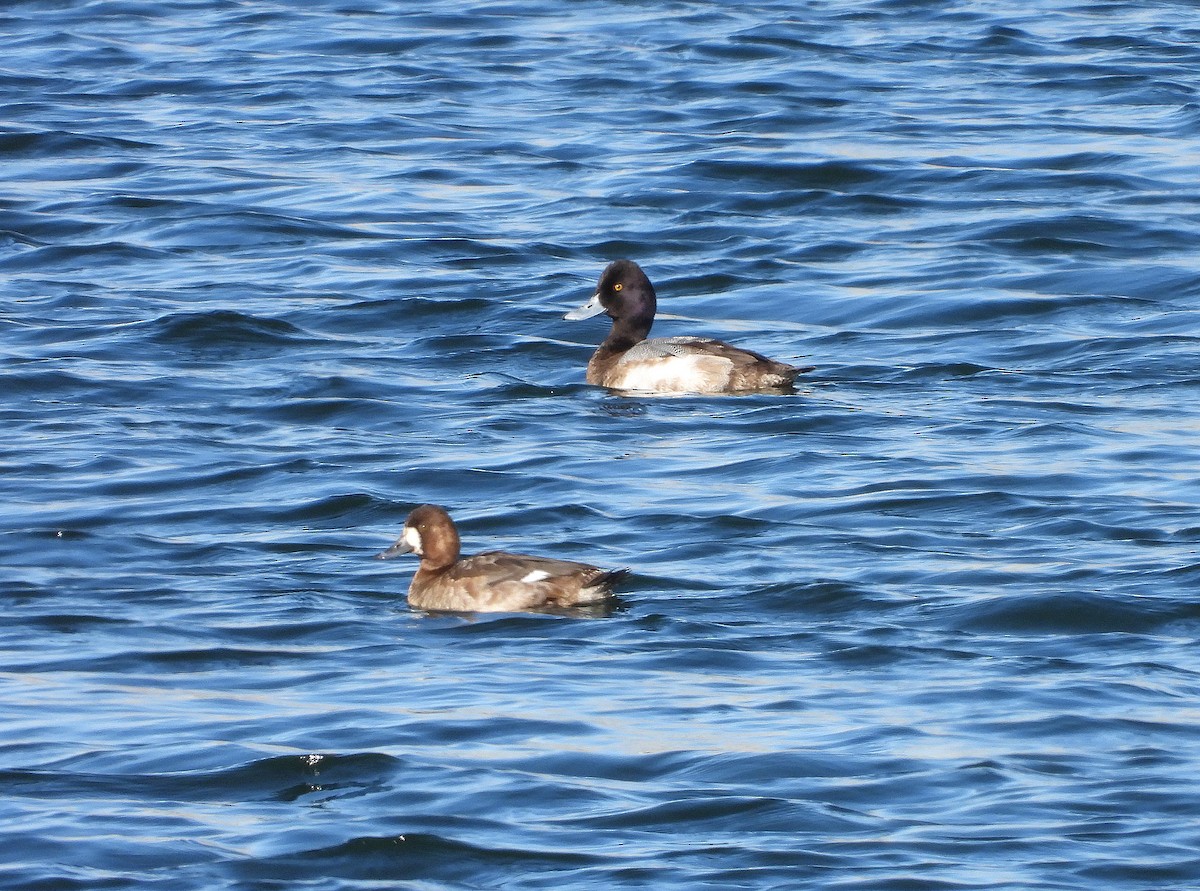 Lesser Scaup - ML630983135