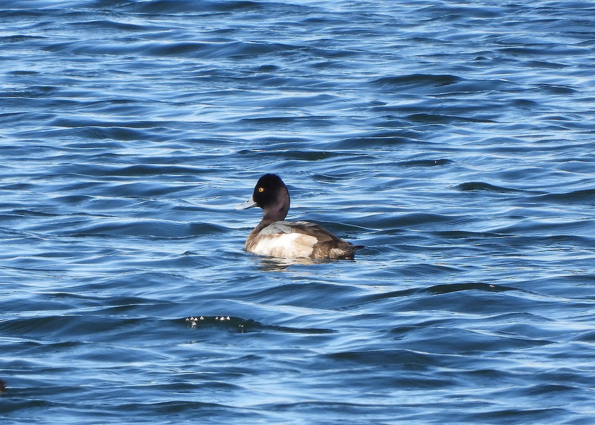 Lesser Scaup - ML630983136