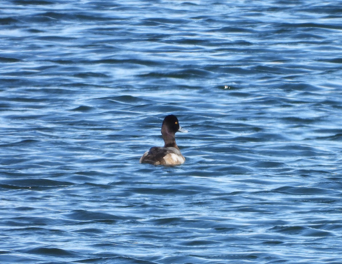 Lesser Scaup - ML630983138
