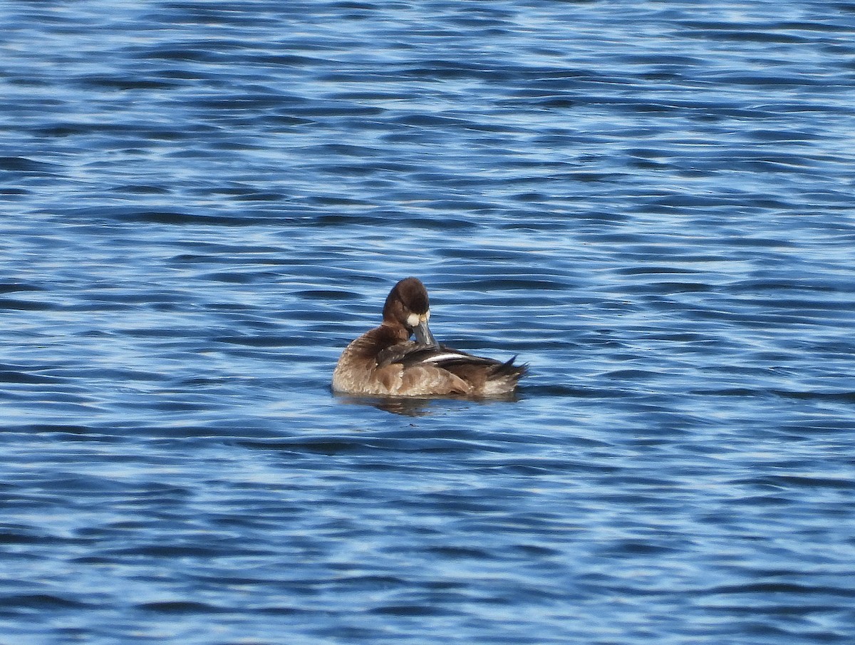 Lesser Scaup - ML630983140