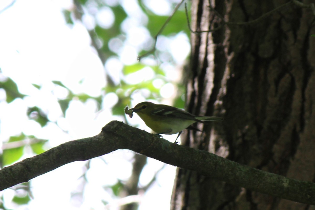 Yellow-throated Vireo - ML630983169