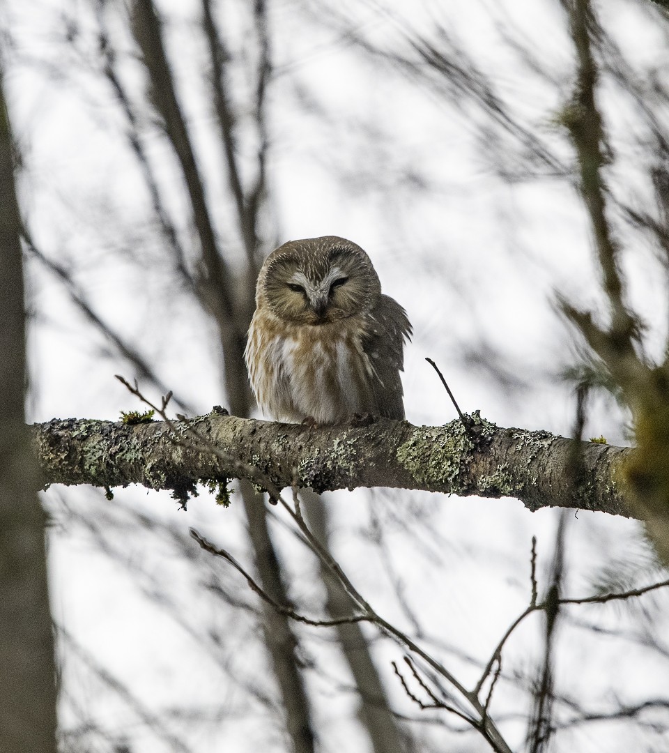 Northern Saw-whet Owl - ML630983170