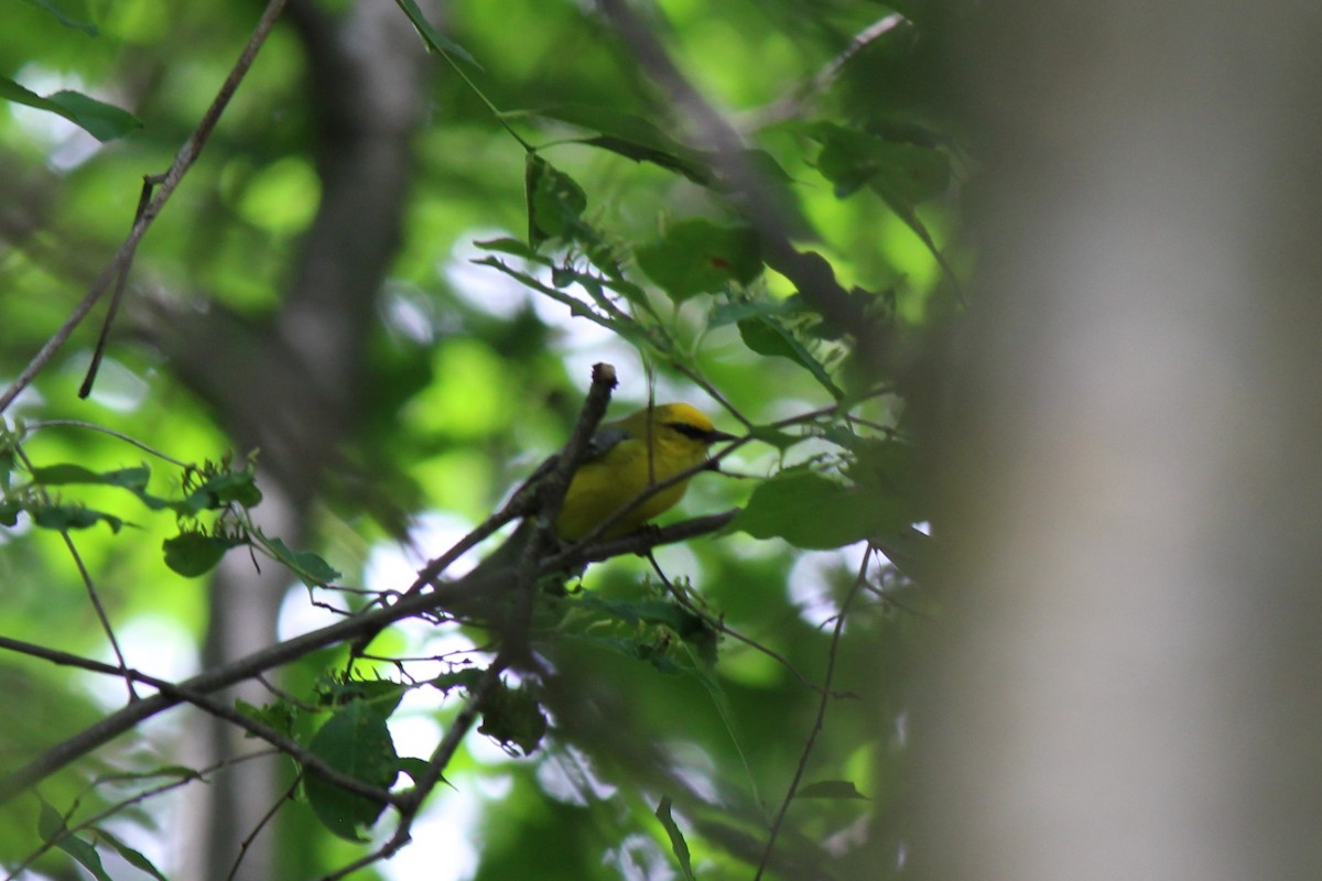 Blue-winged Warbler - ML630983232
