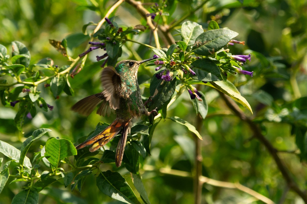 Red-tailed Comet - ML630983385