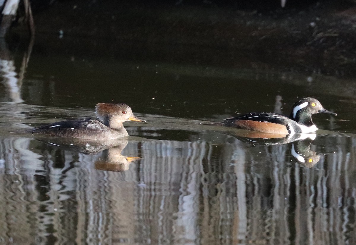 Hooded Merganser - ML630983394