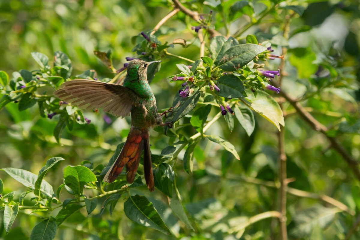 Red-tailed Comet - ML630983395