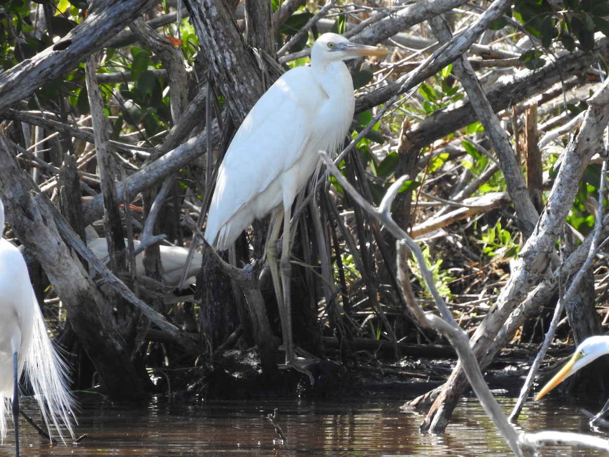 Great Blue Heron (Great White) - ML630983410