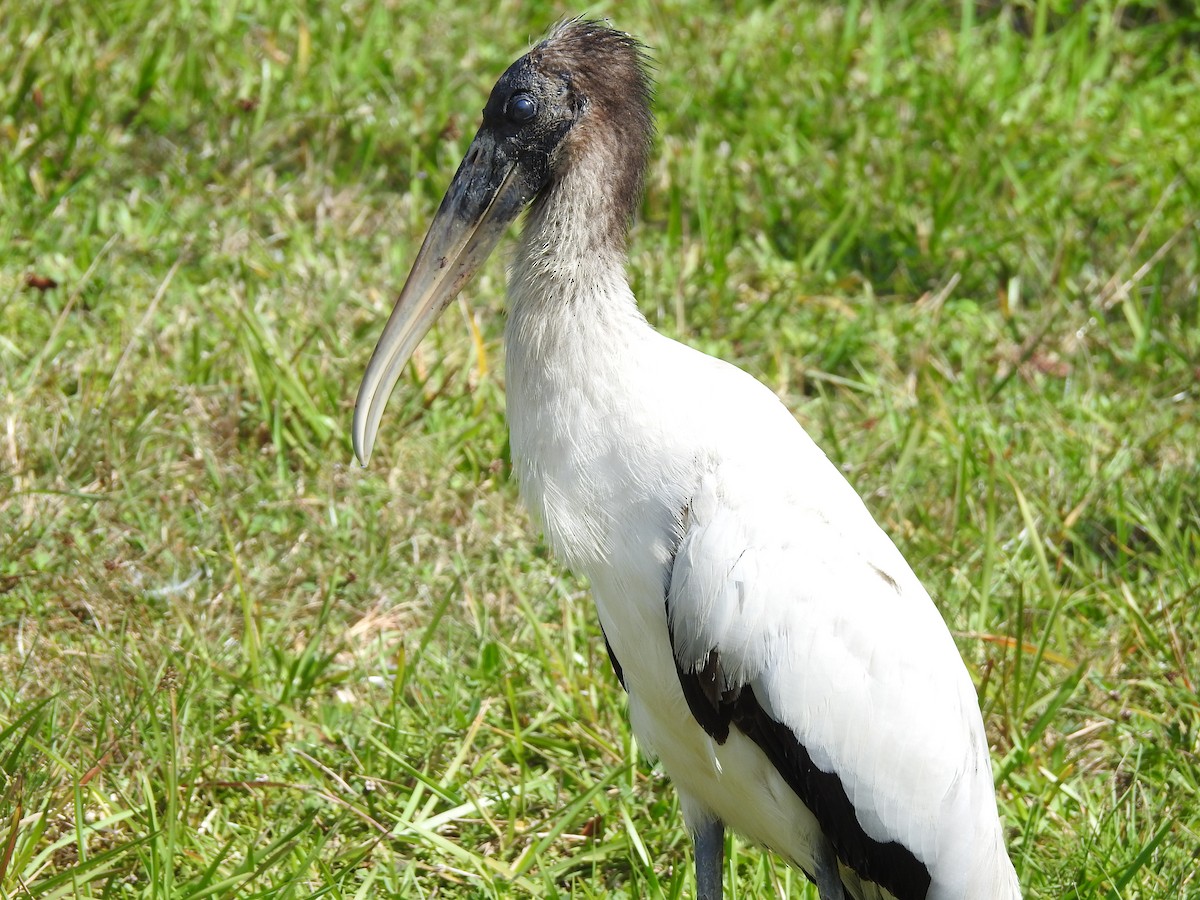 Wood Stork - ML630983450