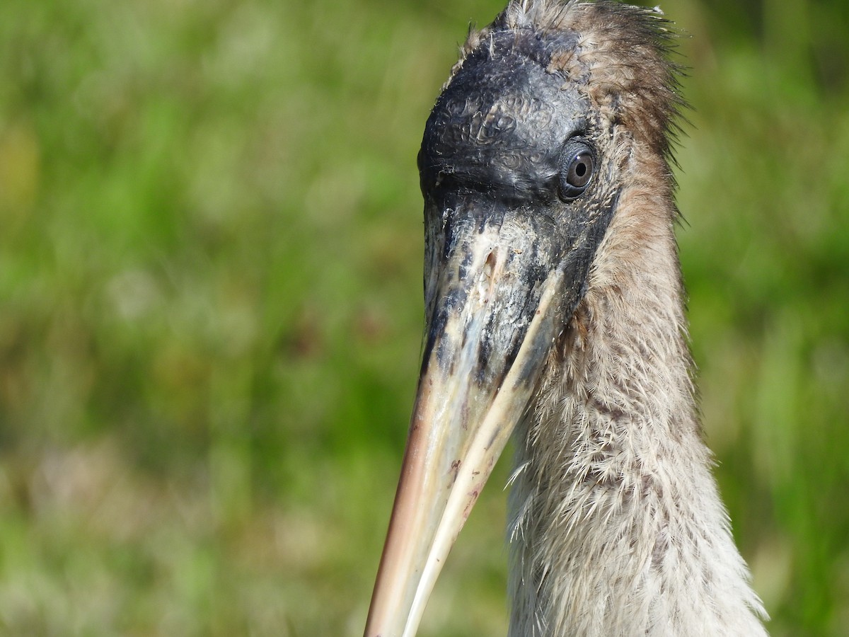 Wood Stork - ML630983451