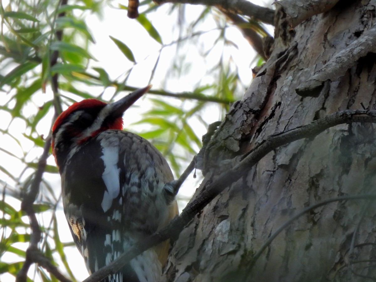 Red-naped Sapsucker - ML630983512