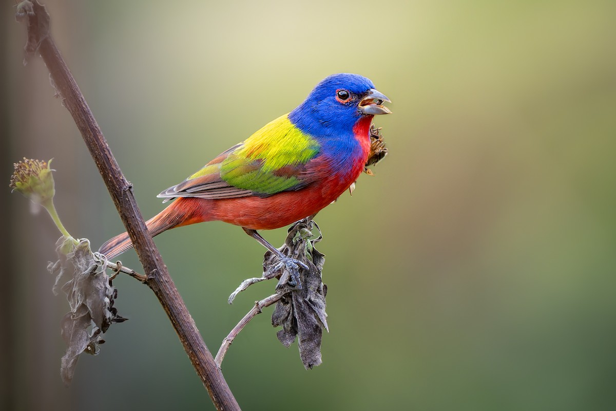 Painted Bunting - ML630983569
