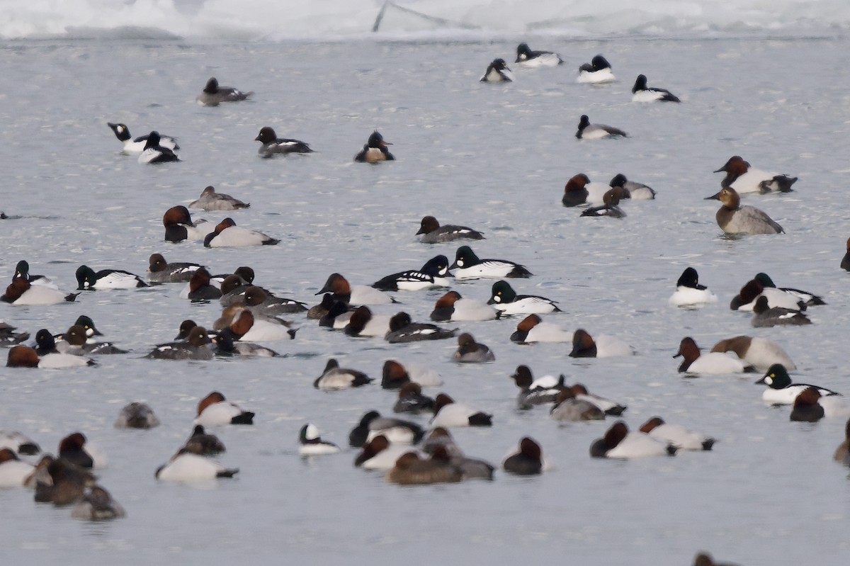 Barrow's Goldeneye - ML630983584