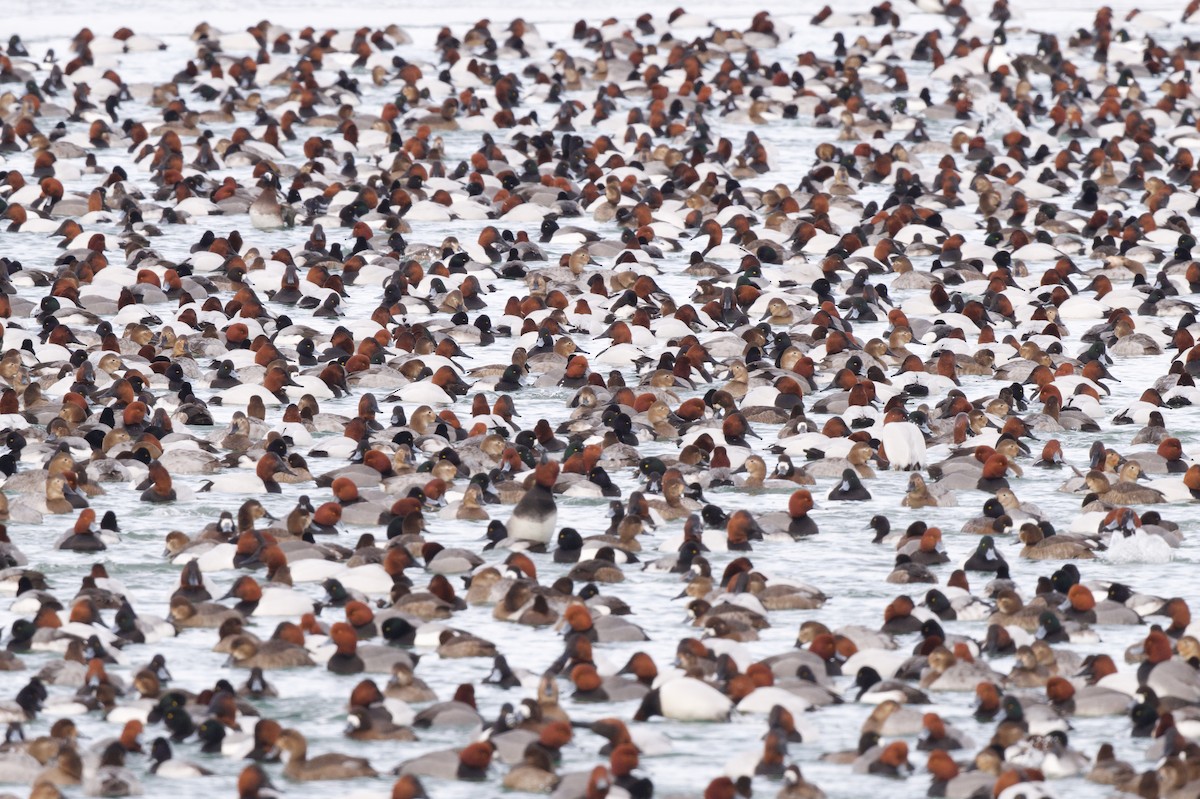 Canvasback - ML630983669