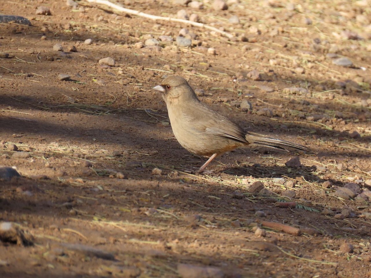 メグロトウヒチョウ - ML630983724