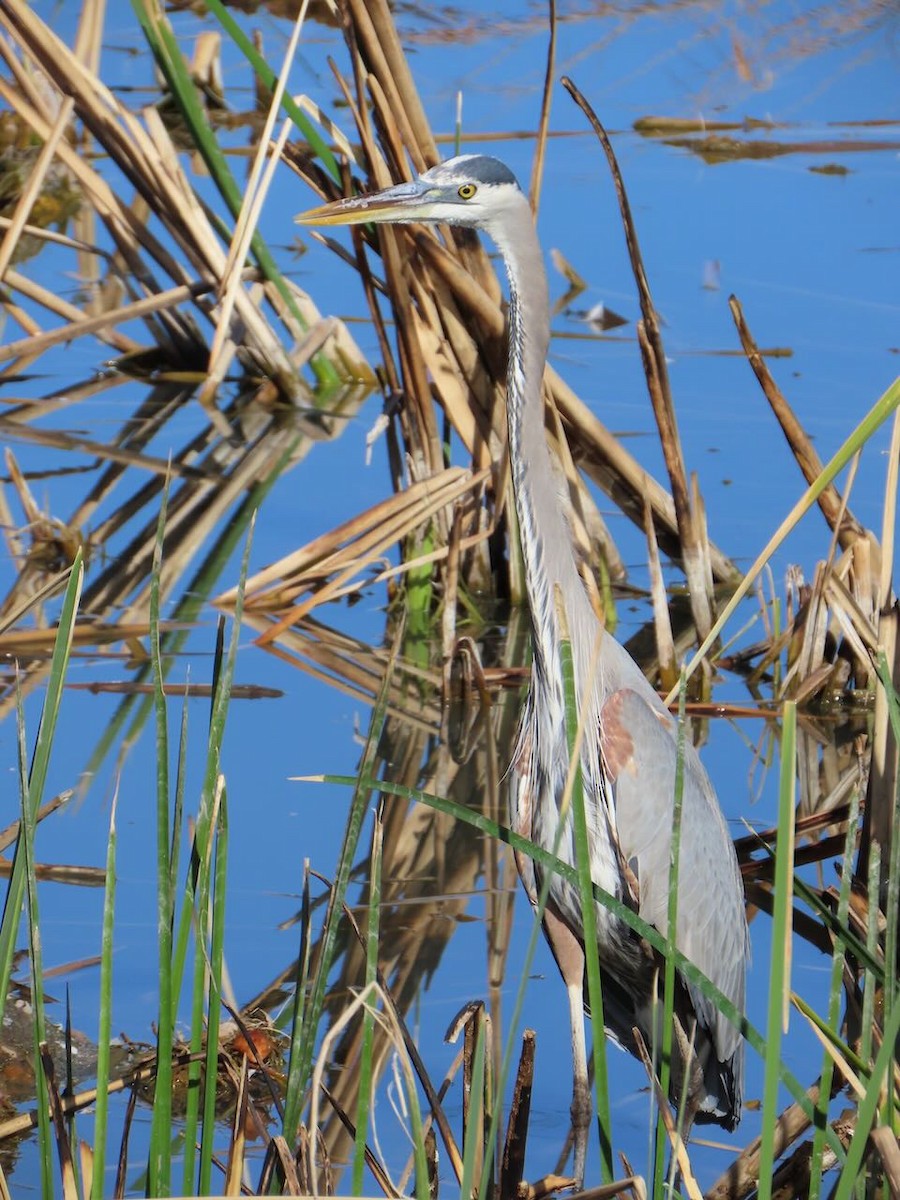 オオアオサギ - ML630983748