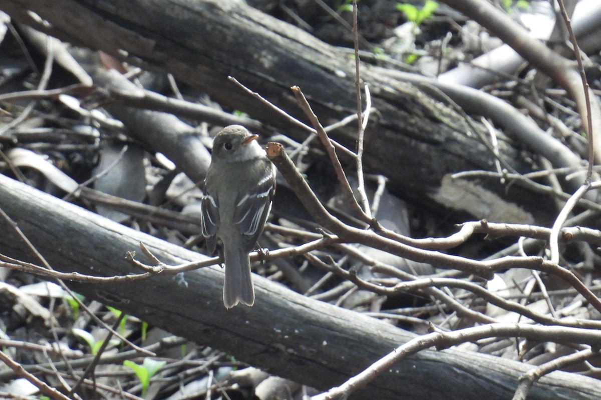 Least Flycatcher - ML630983753