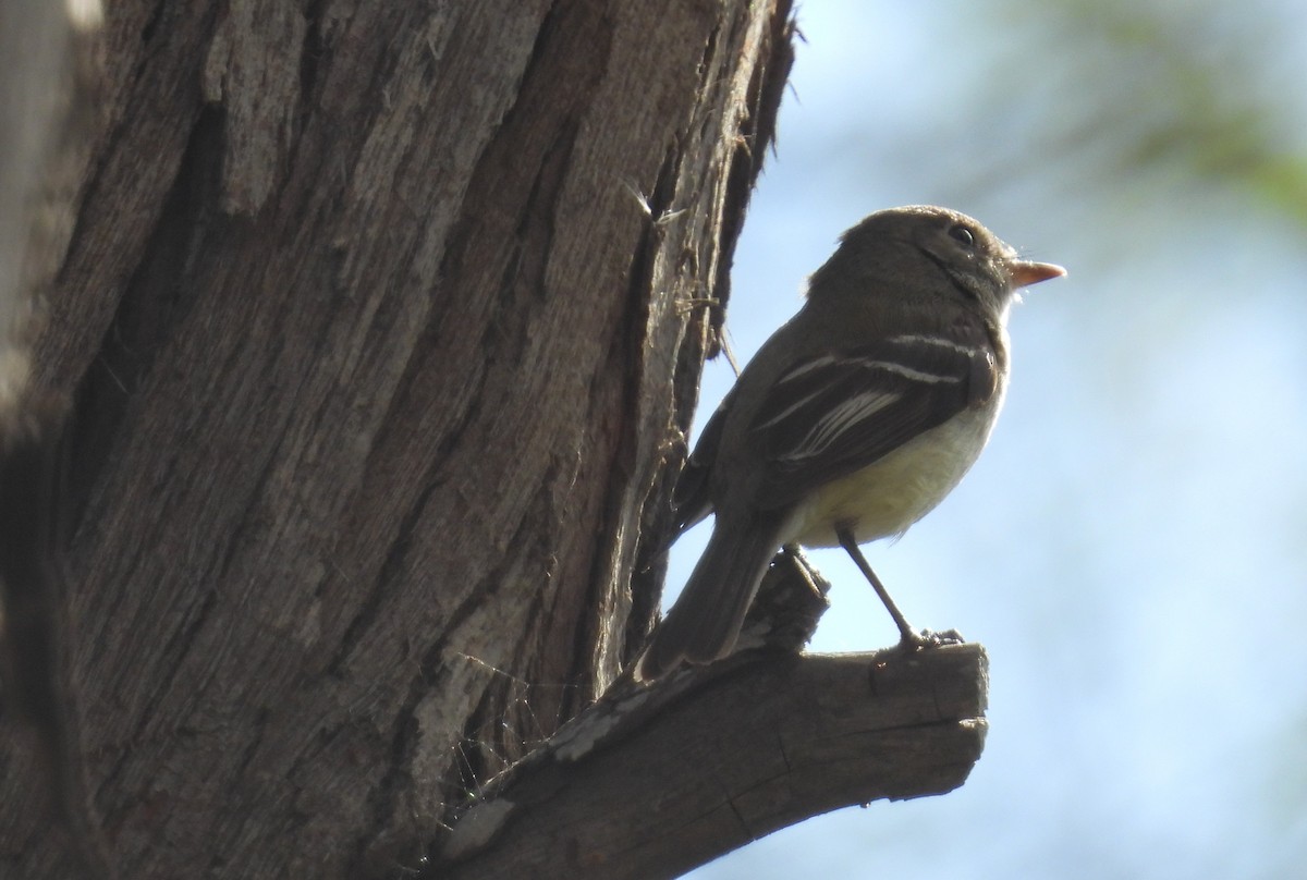 Least Flycatcher - ML630983762