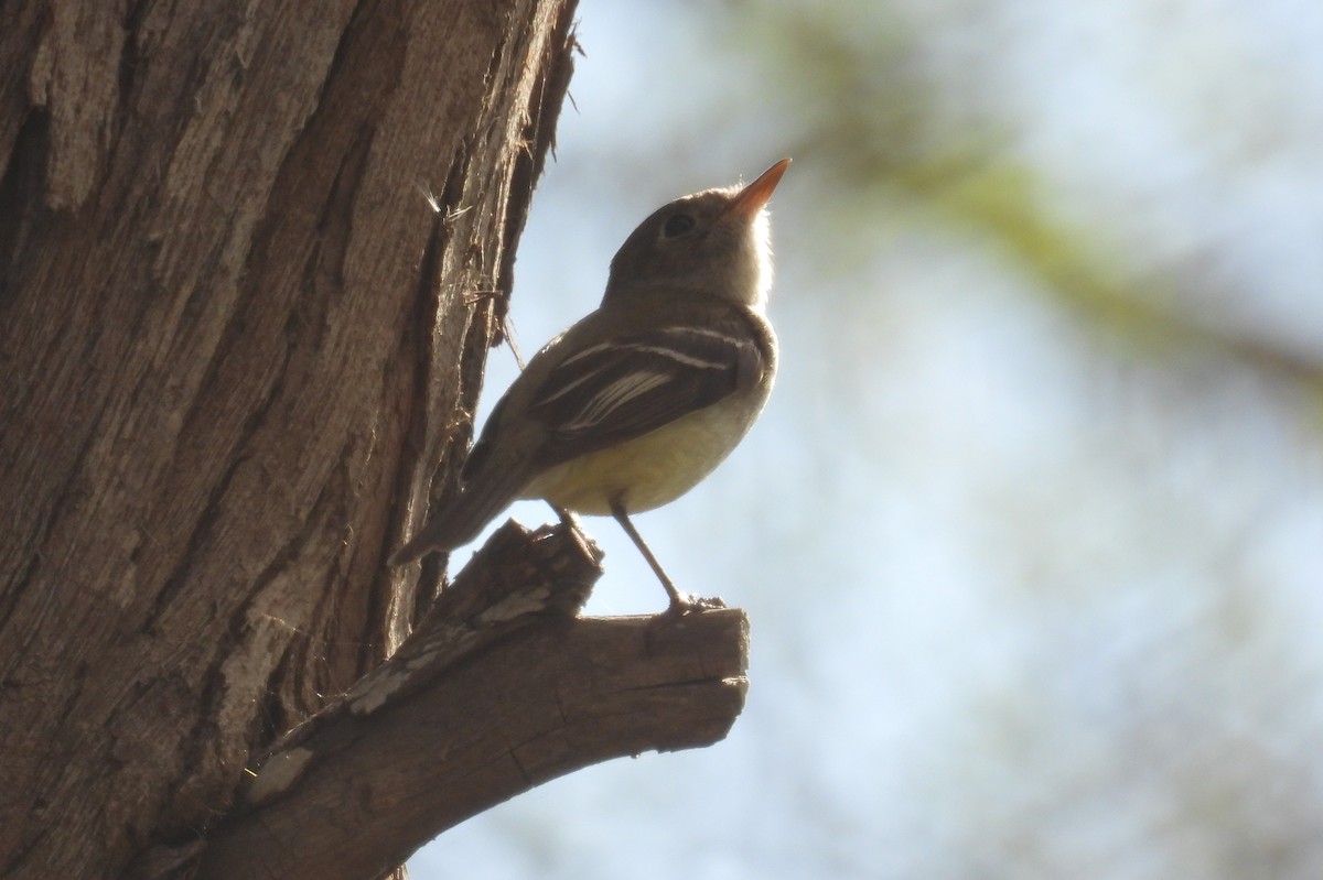 Least Flycatcher - ML630983765