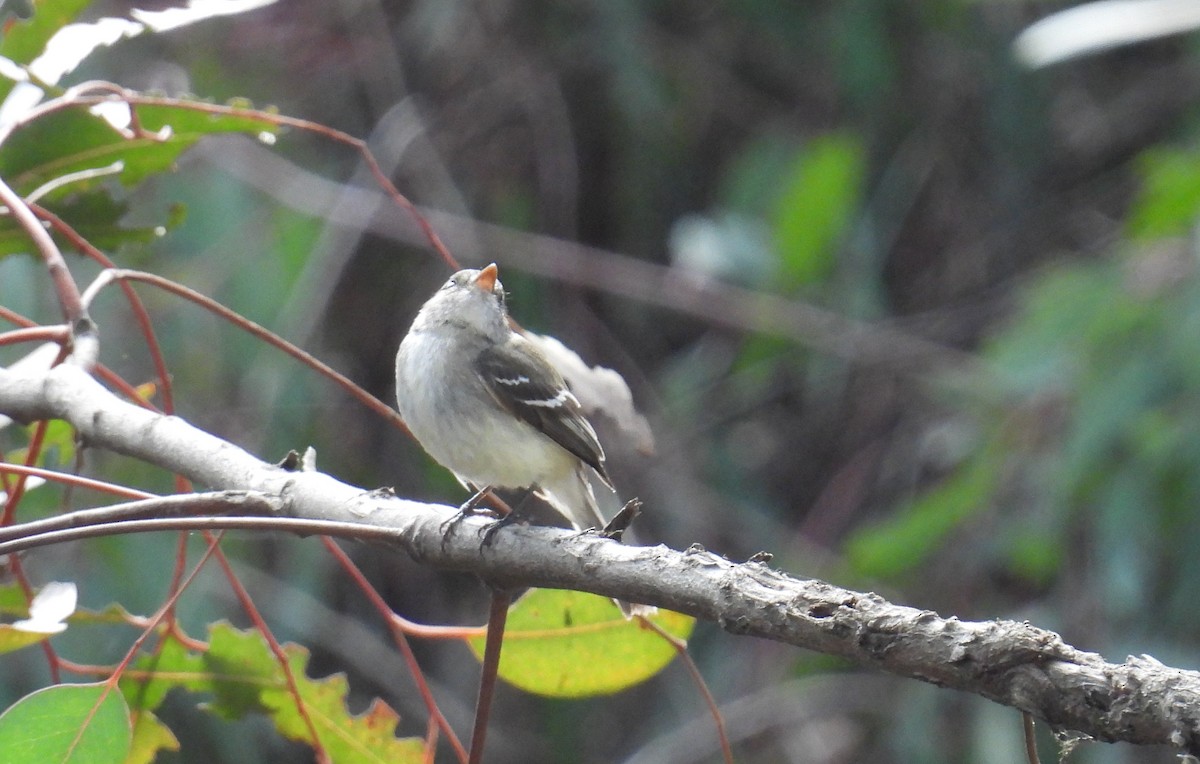 Least Flycatcher - ML630983768