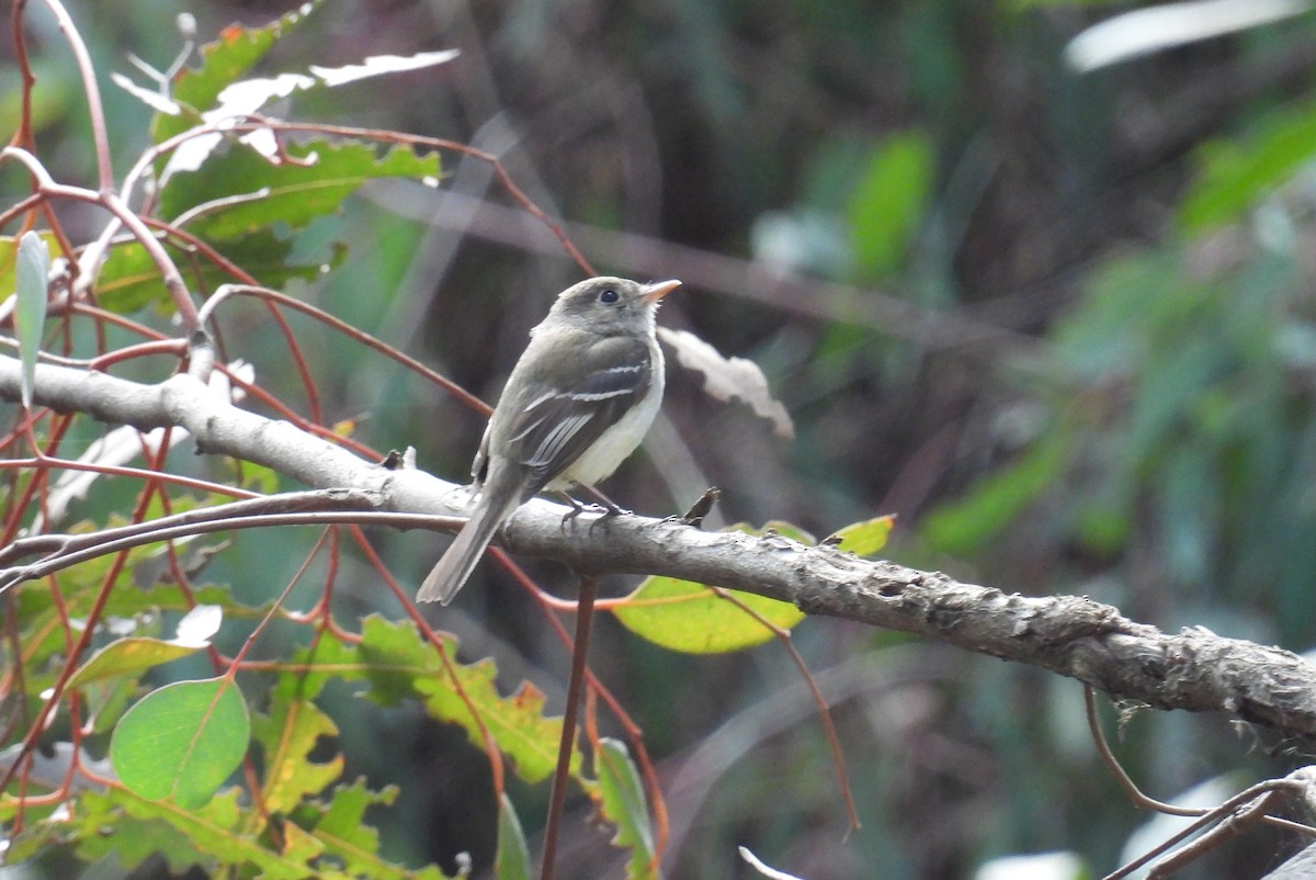 Least Flycatcher - ML630983770