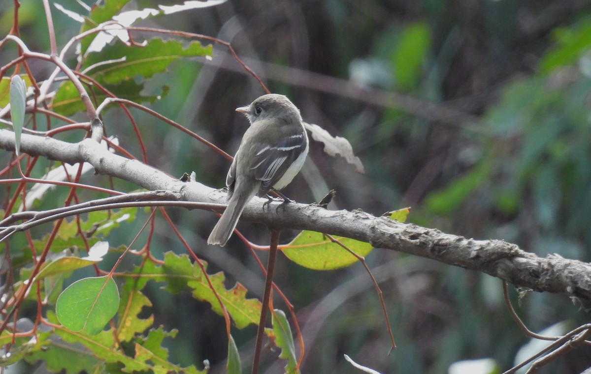 Least Flycatcher - ML630983774