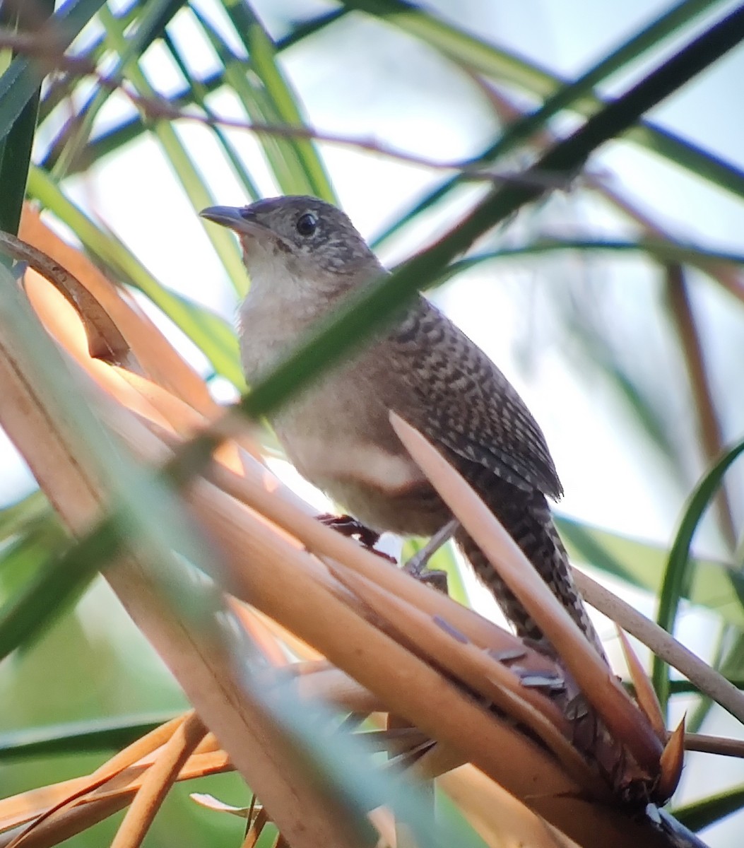 Zapata Wren - ML630983874