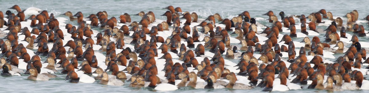 Canvasback - ML630984069