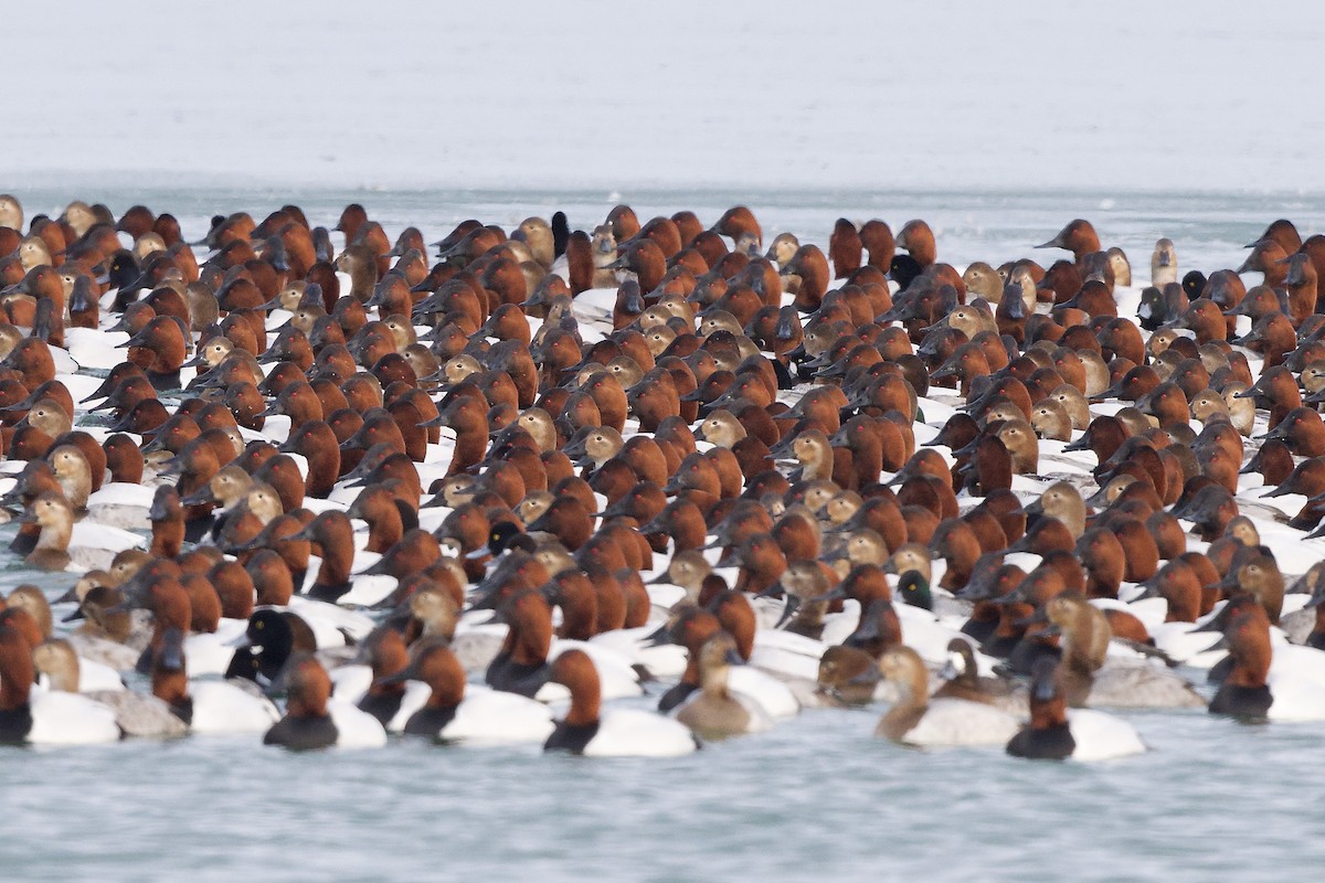 Canvasback - ML630984070