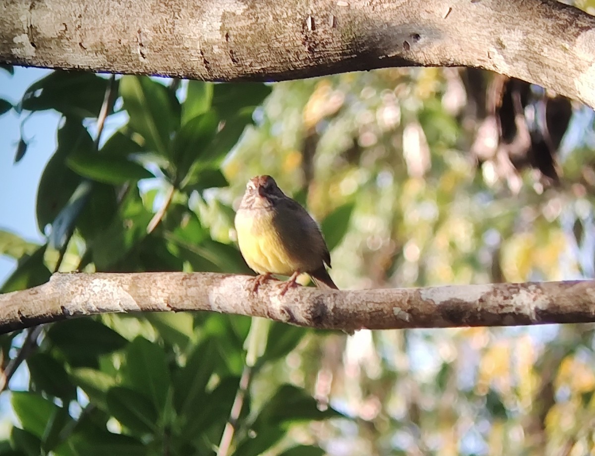 Zapata Sparrow - ML630984096